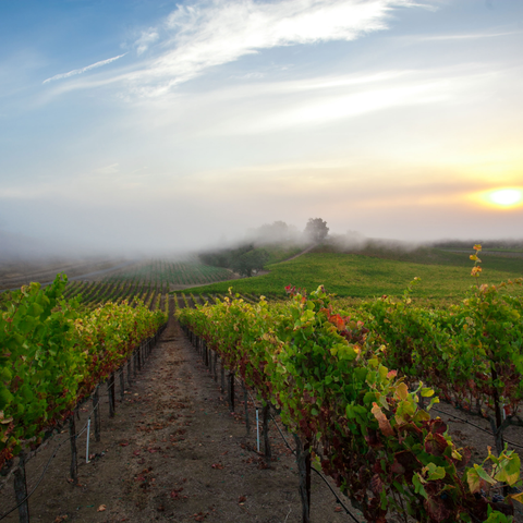 Russian River Valley