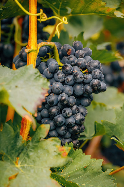 Napa Valley